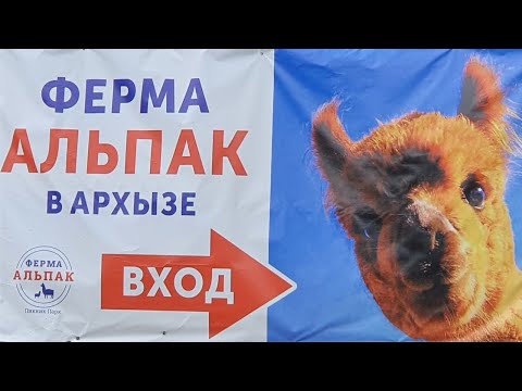 Видео: Ферма Альпак, Архыз, Май 2024 г.