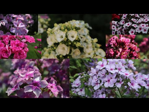 Видео: Обзор флоксов в моем саду.