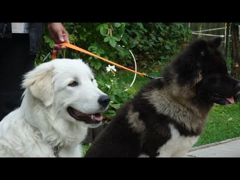 Видео: ДТ - 426. Сложный урок с самобытными собаками. Луна в козероге.