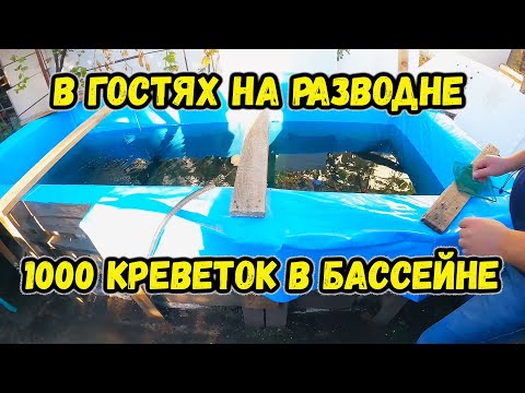 Видео: Экскурсия на мини УЗВ с креветкой