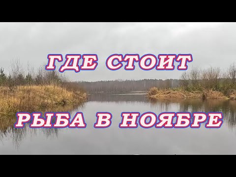 Видео: Запрет на реке! Где стоит рыба в ноябре! Судак на джиг!