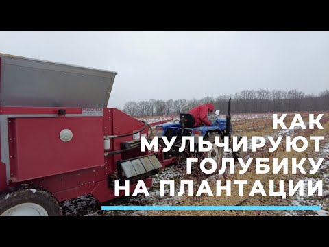 Видео: Мульчирование голубики на плантации. Специализированная техника.