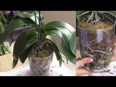 Видео: КОРНИ орхидеи МОЩНЫЕ, листья КРАСИВЕЙШИЕ. ПЕРЕСАЖИВАЕМ...