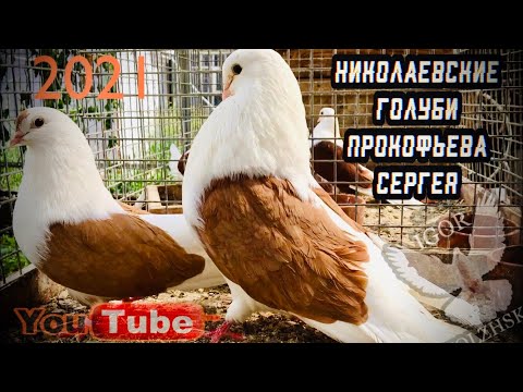 Видео: Николаевские голуби Прокофьева Сергея 2021. Часть 1