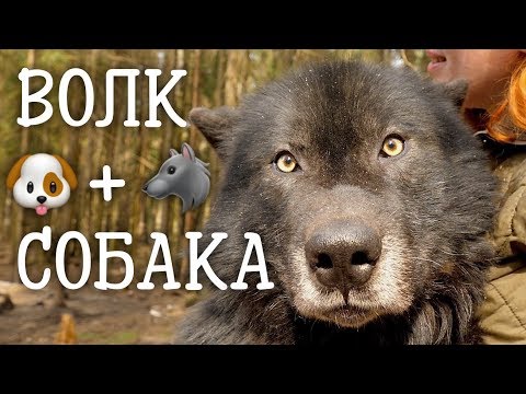Видео: Волкособ. Волк или собака? Самые красивые маламуты.