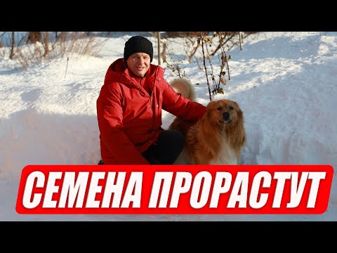 Видео: Даже старые семена прорастут, как сэкономить на семенах