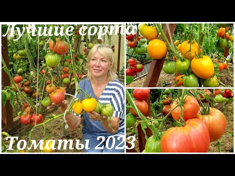 Видео: Эти ТОМАТЫ НЕ ПОДВЕЛИ и в холодное лето.УРОЖАЙНЫЕ Проверенные СОРТА и новые.Июль 2023.