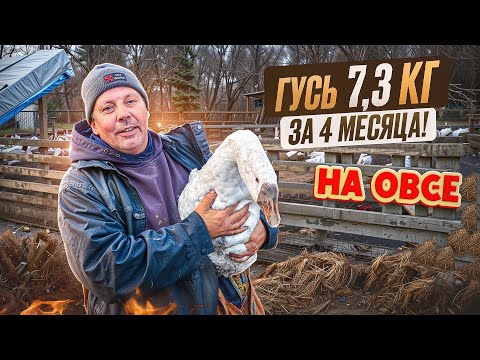 Видео: КАК Я ВЗВЕСИЛ ГУСЕЙ в 4 месяца 🦢 Результат ШОКИРОВАЛ! 😱 #МоеПодворье