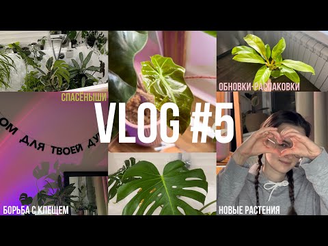 Видео: VLOG #5 / спасение гигантской монстеры / новые растения / распаковки и уют-муют 🤍🌱🤤