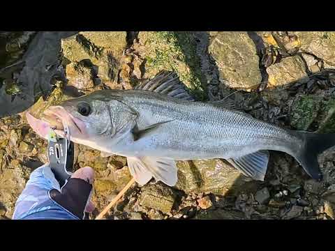 Видео: Стритфишинг в Южной Корее. Город Ульсан, река Техваган.