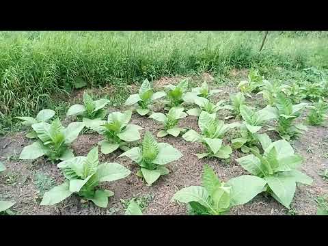 Видео: Погода, Табак, Самсун ветром поваляло.