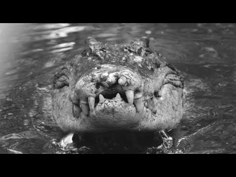 Видео: ИСТОРИЯ ЖИЗНИ САМОГО КРОВОЖАДНОГО КРОКОДИЛА