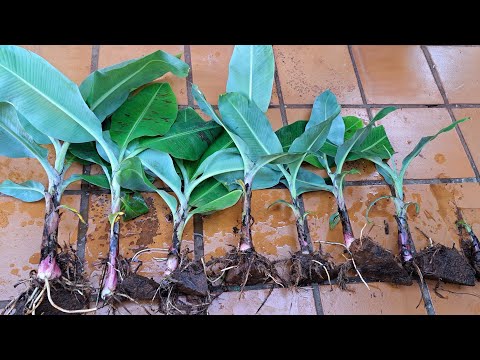 Видео: Как размножить банан черенками / Как вырастить банановые черенки