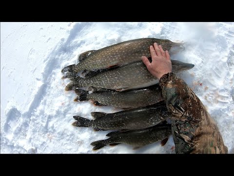 Видео: Леска Трещит- не вытащить. Щука борется. Проверка жерлиц. Морозы опять пришли в апреле.