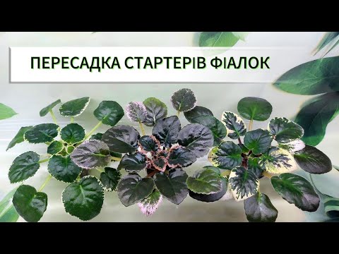 Видео: ПЕРЕСАДКА СТАРТЕРІВ ФІАЛОК