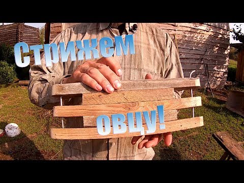 Видео: Стрижка овцы новыми ножницами \\ В деревню!