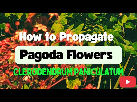 Видео: Размножение цветов пагоды — всё о растениях пагоды