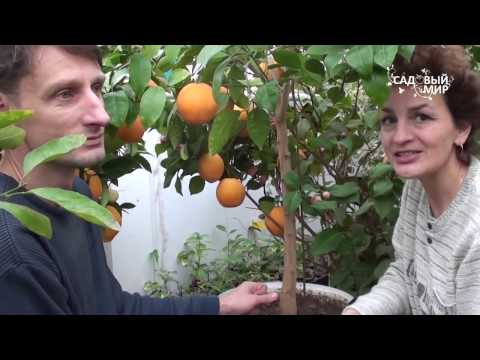 Видео: Апельсины в кадочной культуре. Сайт "Садовый мир"