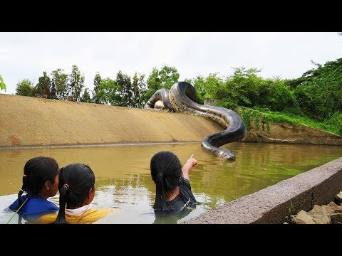 Видео: Амазонканың қауіпті тіршілік иелері