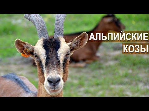 Видео: Разведение и содержание коз Альпийской породы в хозяйстве Былинкино