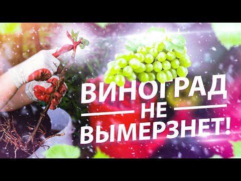 Видео: ВИНОГРАД В СИБИРИ. КАК ПОДГОТОВИТЬ ПОСАДОЧНУЮ ЯМУ?