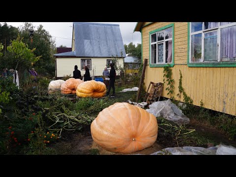 Видео: Уборка гигагантских тыкв