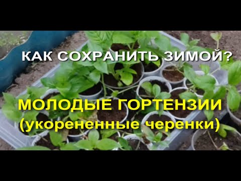 Видео: Как сохранить гортензию? Укорененные черенки - зимовка.