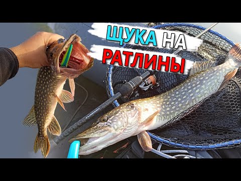 Видео: ЩУКА СХОДИТ С УМА ОТ ИХ ШУМА! Ловля щуки на раттлины. Рыбалка на щуку 2020. Ловля щуки на спиннинг