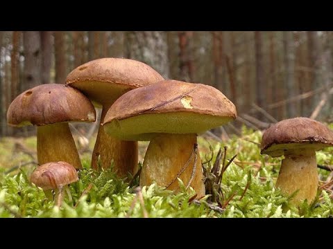 Видео: МНОГО ГРИБОВ В ОКТЯБРЕ. ПОЛЬСКИЕ БЕЛЫЕ ГРИБЫ НА КАЖДОМ ШАГУ! Грибы 2021