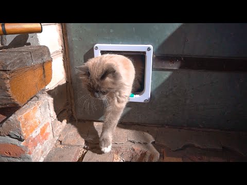 Видео: Котоход. Дверца для котов