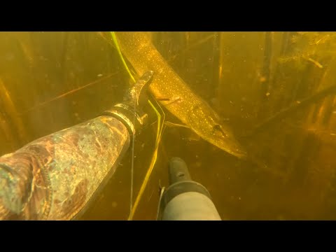 Видео: Щука. Осень. Подводный мир. Подводная охота. Рефтинское водохранилище.