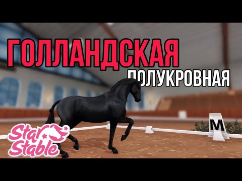 Видео: ПОКУПАЕМ ГОЛЛАНДСКУЮ ПОЛУКРОВНУЮ||Star Stable Online