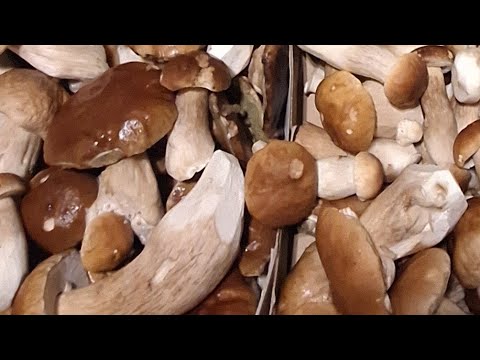 Видео: Часть третья Результат сколько собрали грибов 🤔🫶
