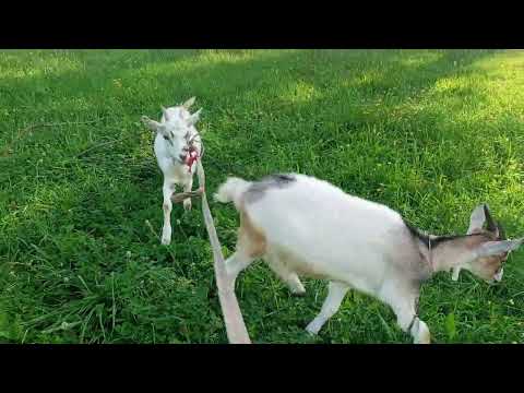 Видео: Відповідаю на коментарі 