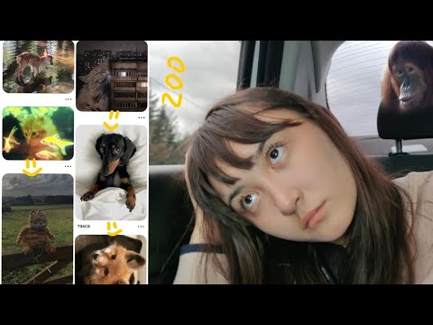 Видео: 🌟Aesthetic Day Out🌟 Парк птиц с семьей | влог вне школы (finally)