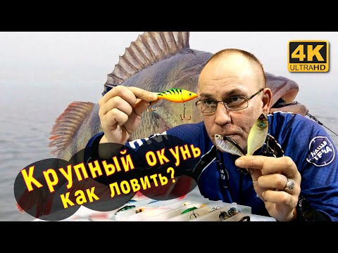 Видео: Как ловить крупного окуня, Где искать, на что ловить