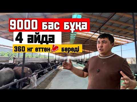 Видео: 9000 бас бұқаны 4 айда бордақылайды 350-400 кг ет алады әр қайсысынан