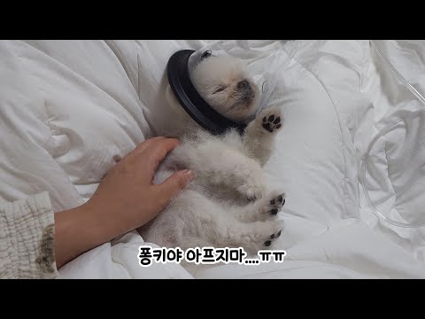 Видео: Мою собаку госпитализировали, но ест она очень хорошо