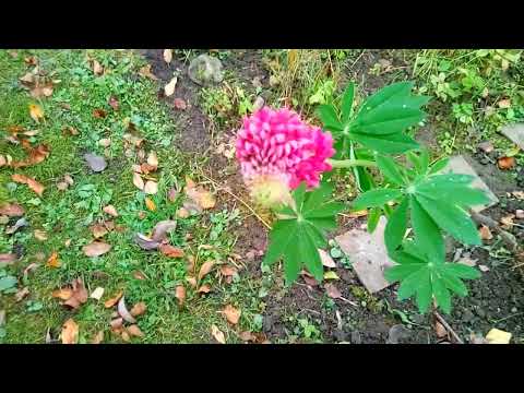 Видео: Мой прекрасный сад в октябре.