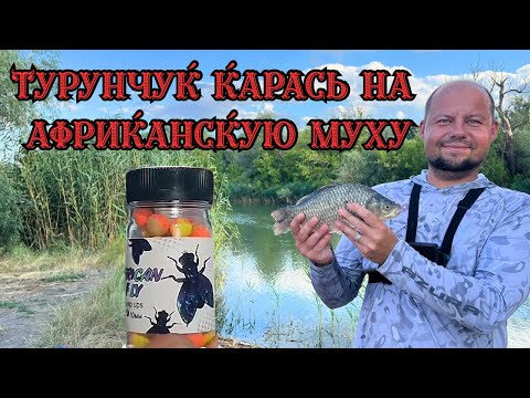 Видео: Турунчук. Карась на Африканскую муху. #fishing #рыбалка #рыбалканафидер 