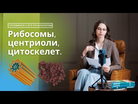 Видео: Рибосомы, центриоли, цитоскелет. Немембранные органоиды. Готовимся к ЕГЭ по биологии
