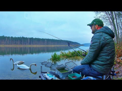 Видео: Предзимний Фидер. Ловля Подлещика на ВДХ. Закрытие Сезона 2022. Часть 1.