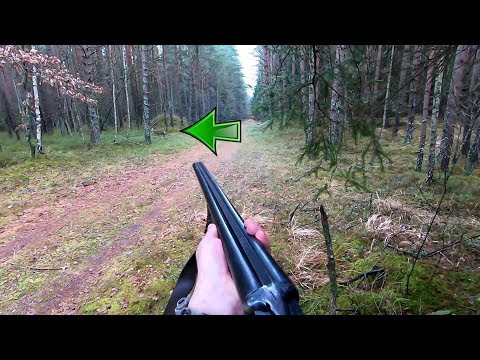 Видео: ЗАГОННАЯ ОХОТА. 16 ноября 2019г.