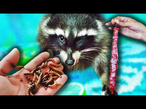 Видео: РЕАКЦИЯ ЕНОТА на ЧУРЧХЕЛУ и ОПАРЫШЕЙ. Видео тест
