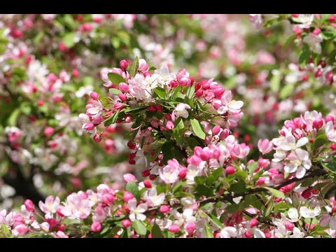 Видео: Алексей Рыбников - Признание