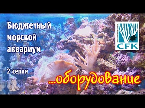 Видео: Бюджетный морской аквариум. 2 Серия.