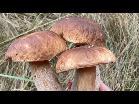 Видео: В Рязани грибы с глазами