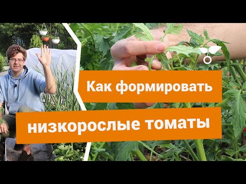 Видео: Как формировать низкорослые томаты в открытом грунте?