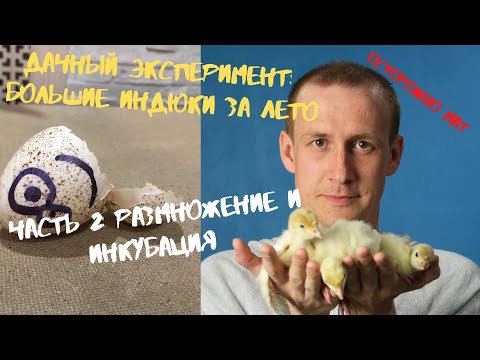 Видео: Инкубация индюков. Хайбрид конвертер.  Видео №2