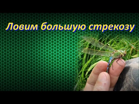 Видео: 🦟Ловим огромную стрекозу 🦟 / Дозорщик император